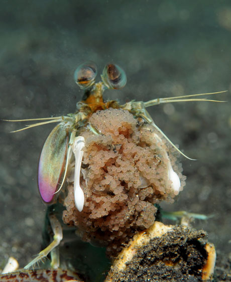 36 Mantis Shrimp.jpg